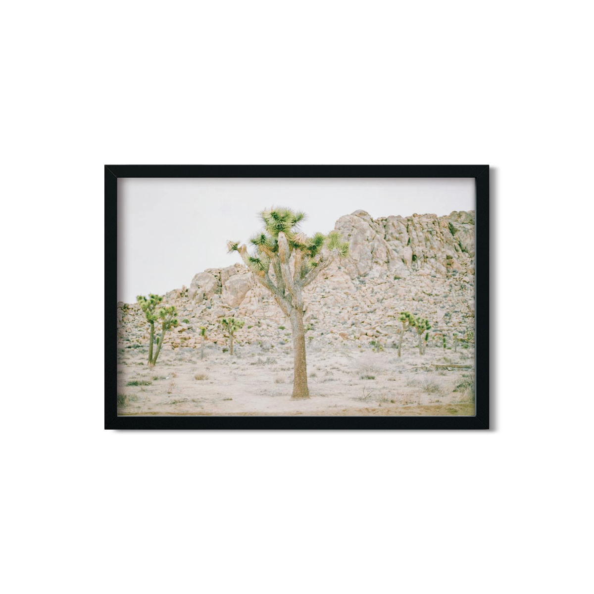 JOSHUA TREE