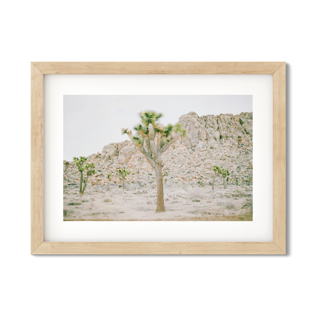 JOSHUA TREE