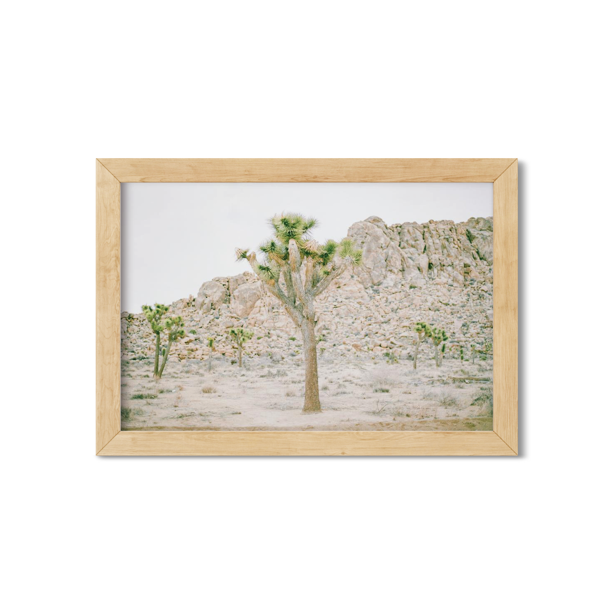 JOSHUA TREE
