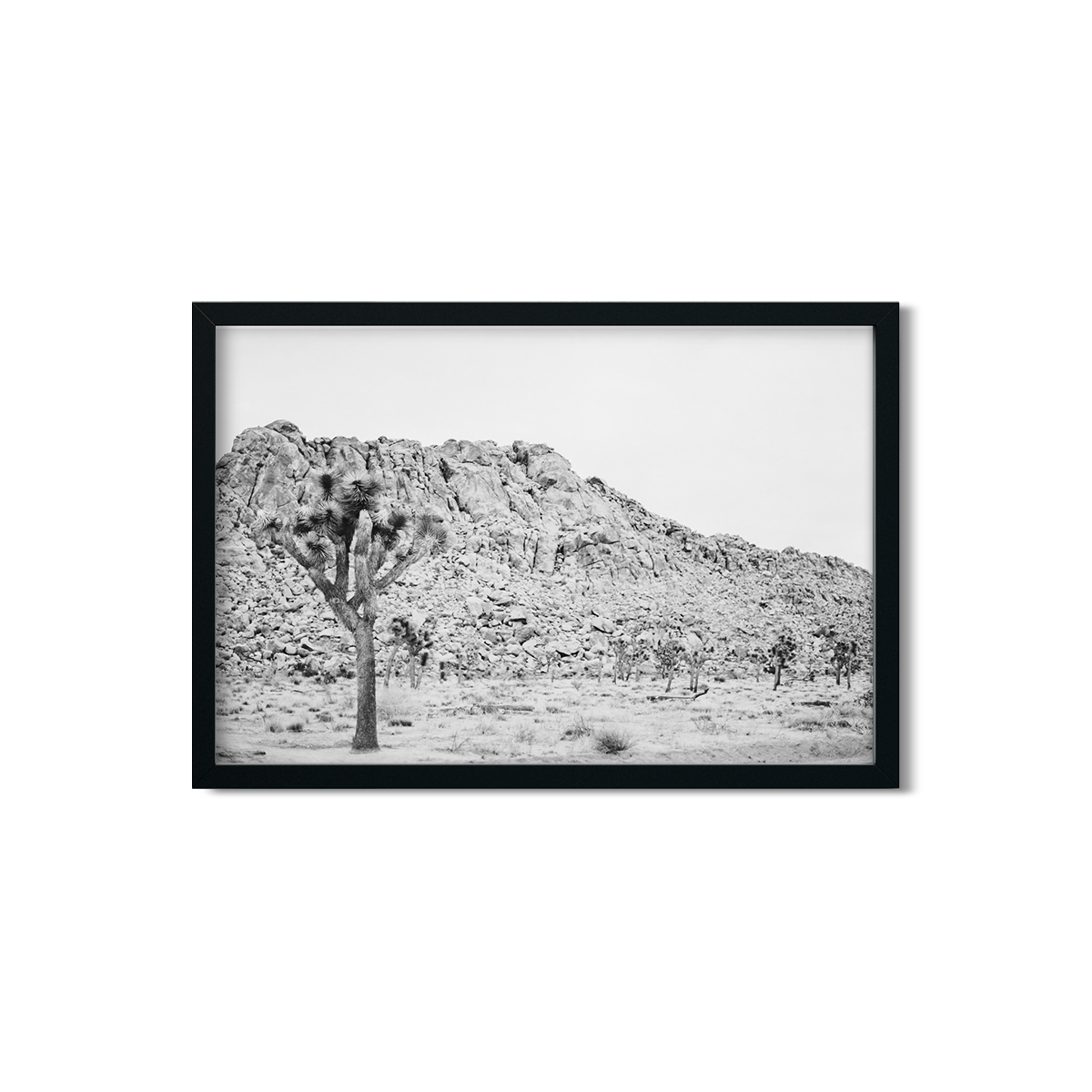 JOSHUA TREE NO. 3