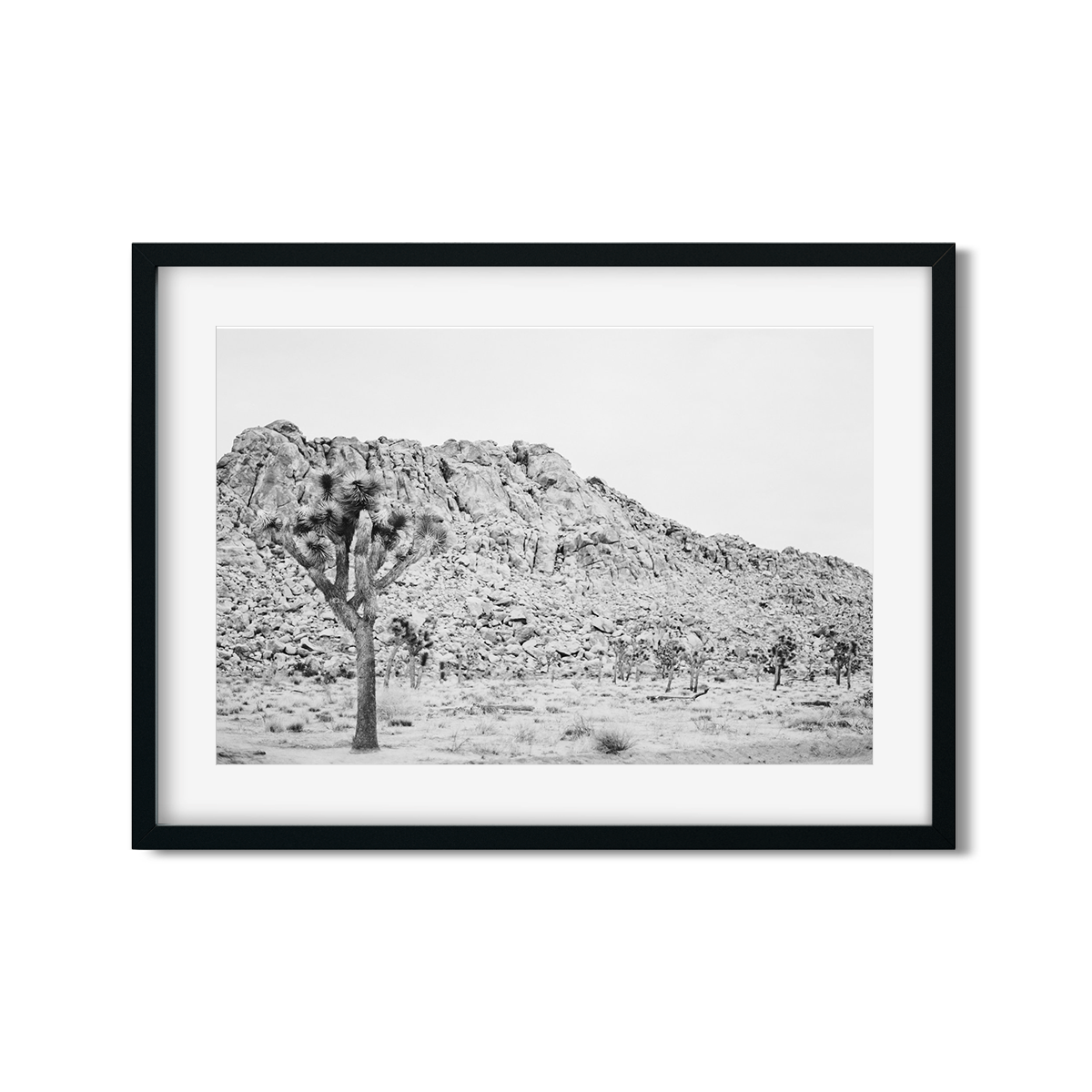JOSHUA TREE NO. 3