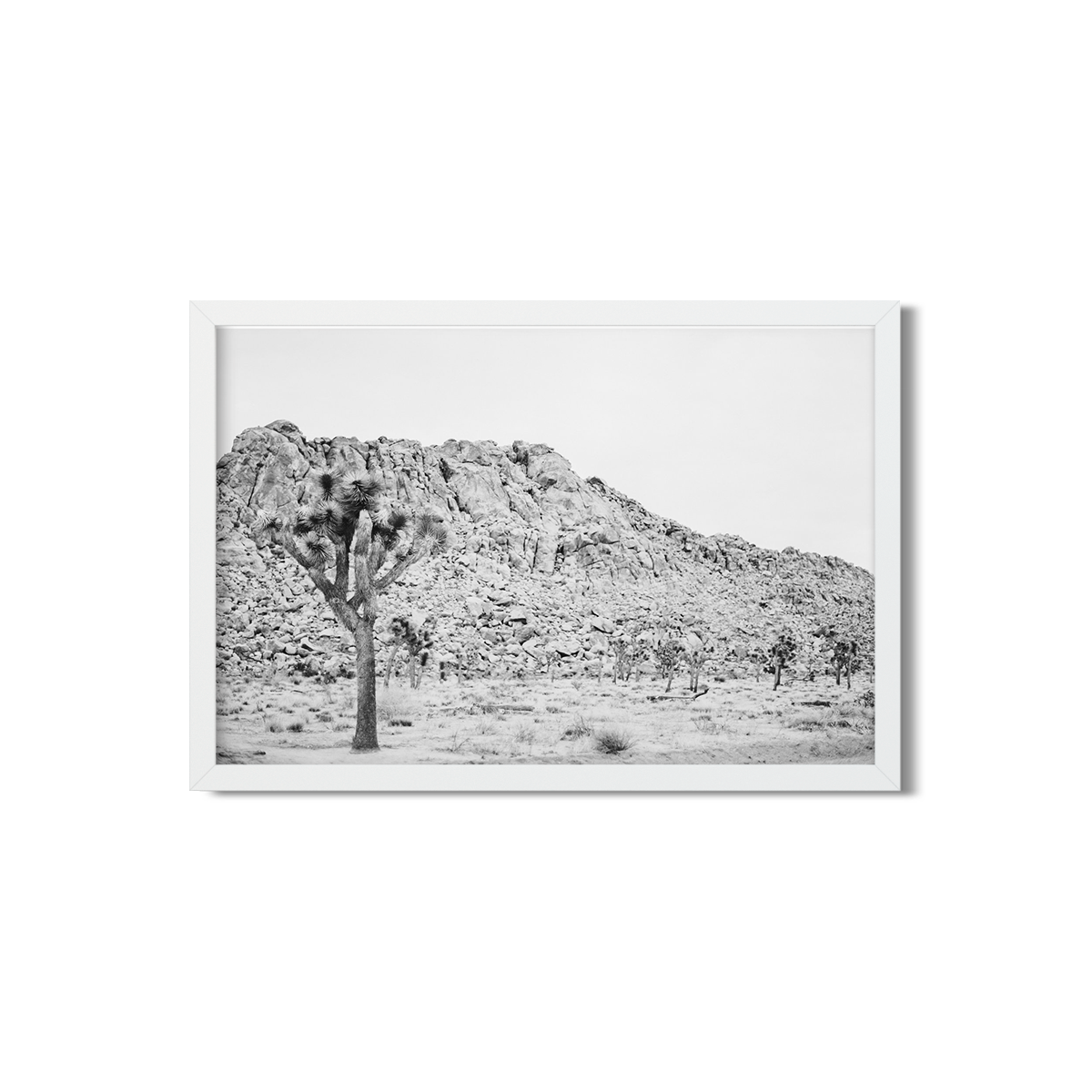 JOSHUA TREE NO. 3