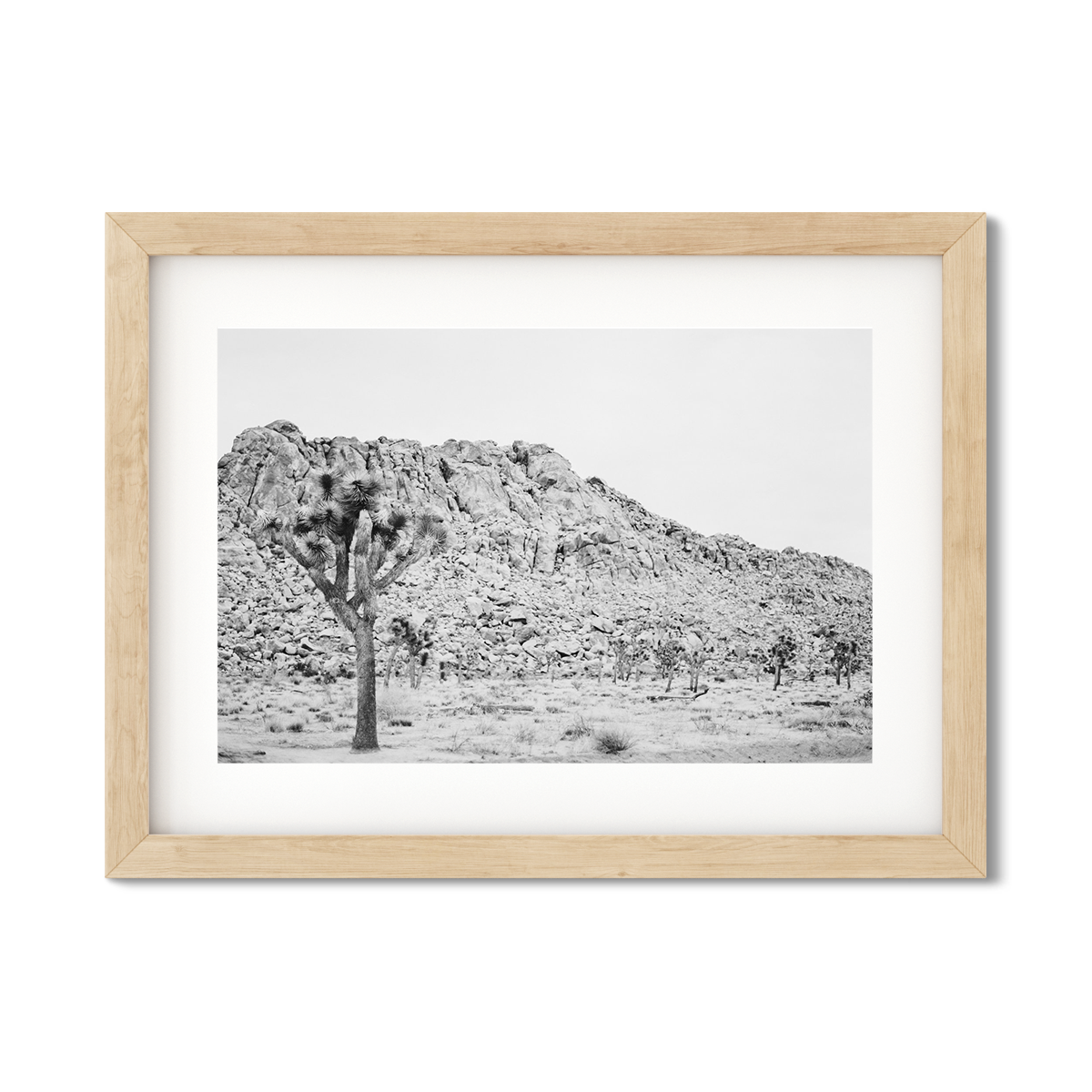 JOSHUA TREE NO. 3