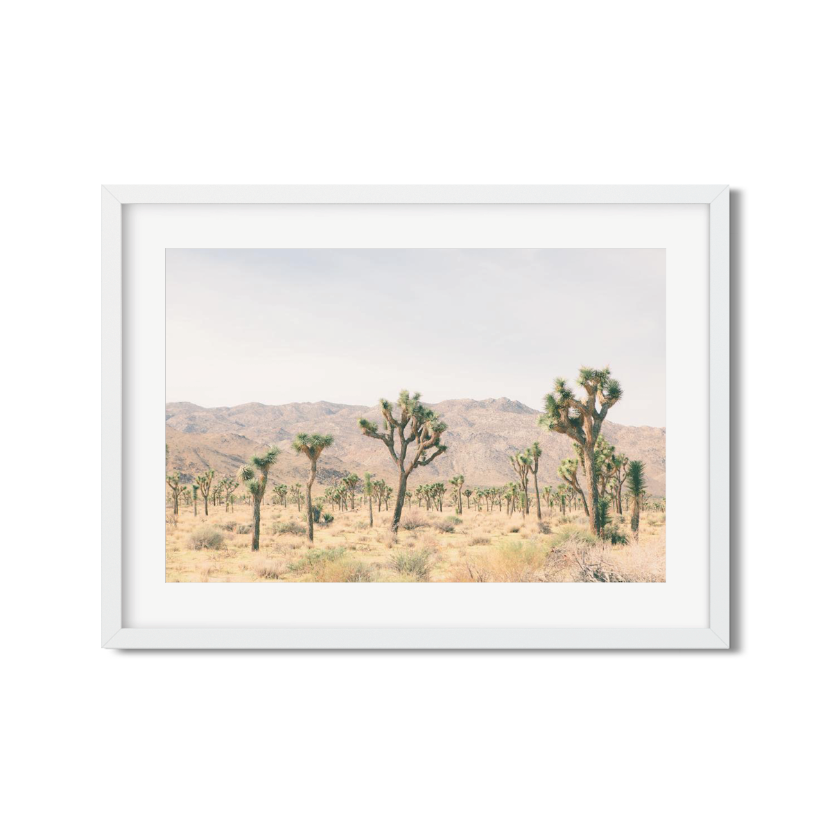 JOSHUA TREE NO. 11