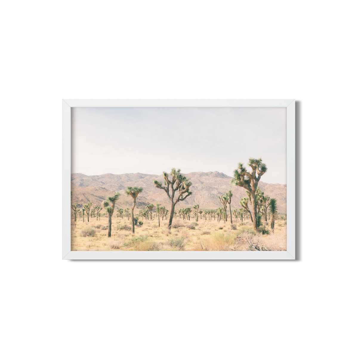 JOSHUA TREE NO. 11
