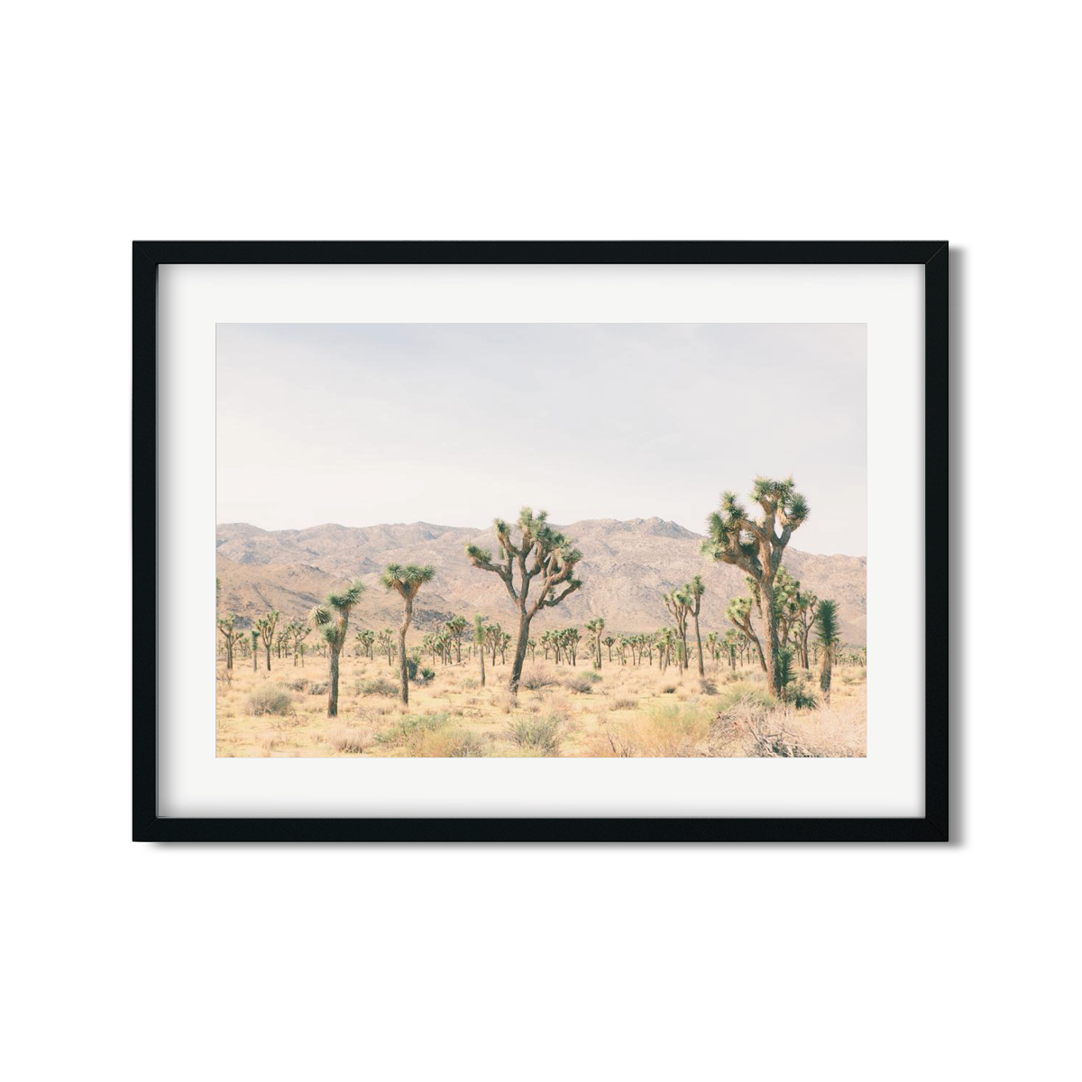 JOSHUA TREE NO. 11