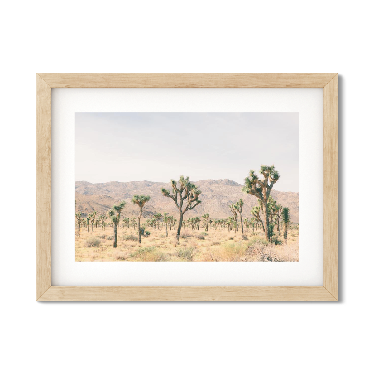 JOSHUA TREE NO. 11