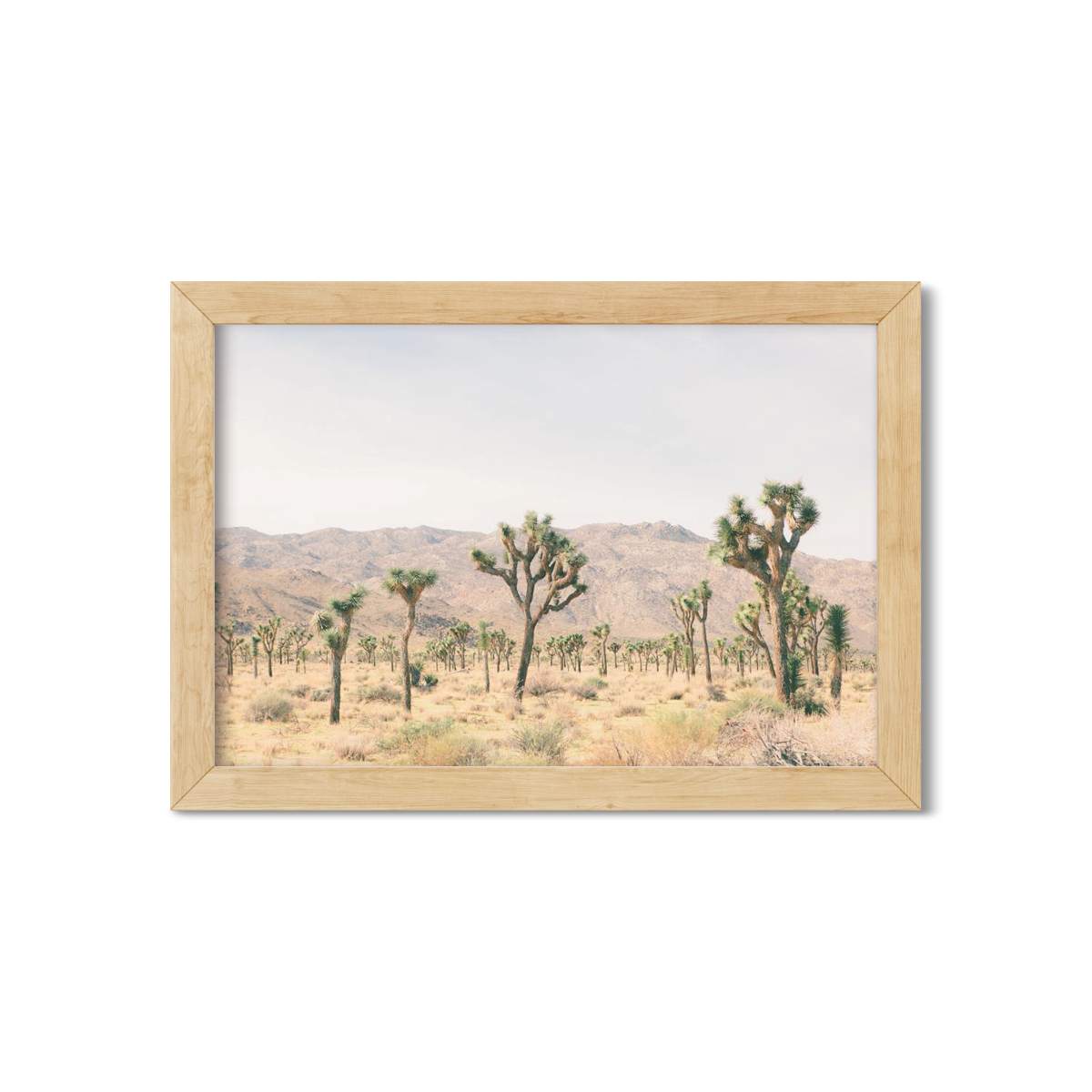JOSHUA TREE NO. 11
