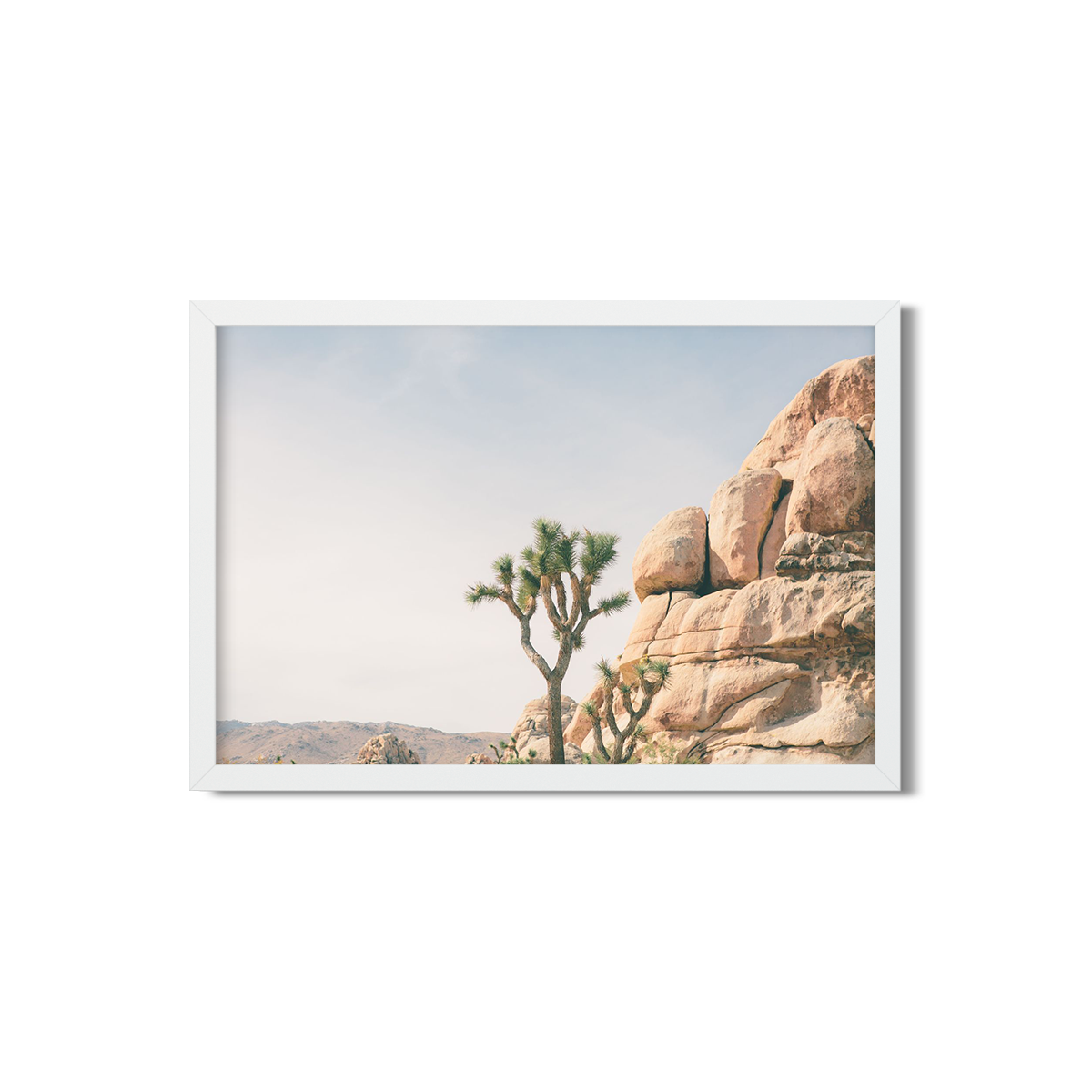 JOSHUA TREE NO. 4