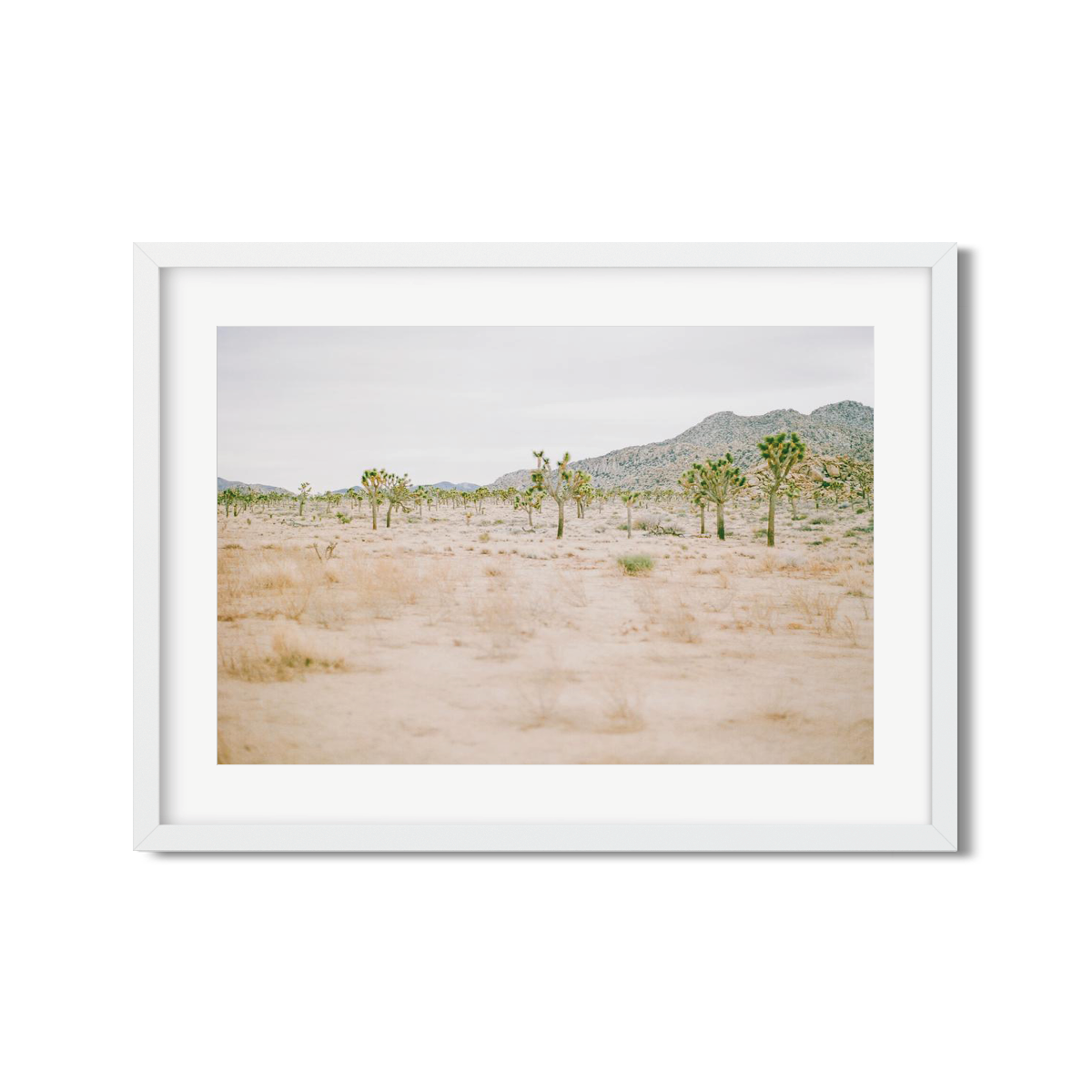 JOSHUA TREE NO. 12