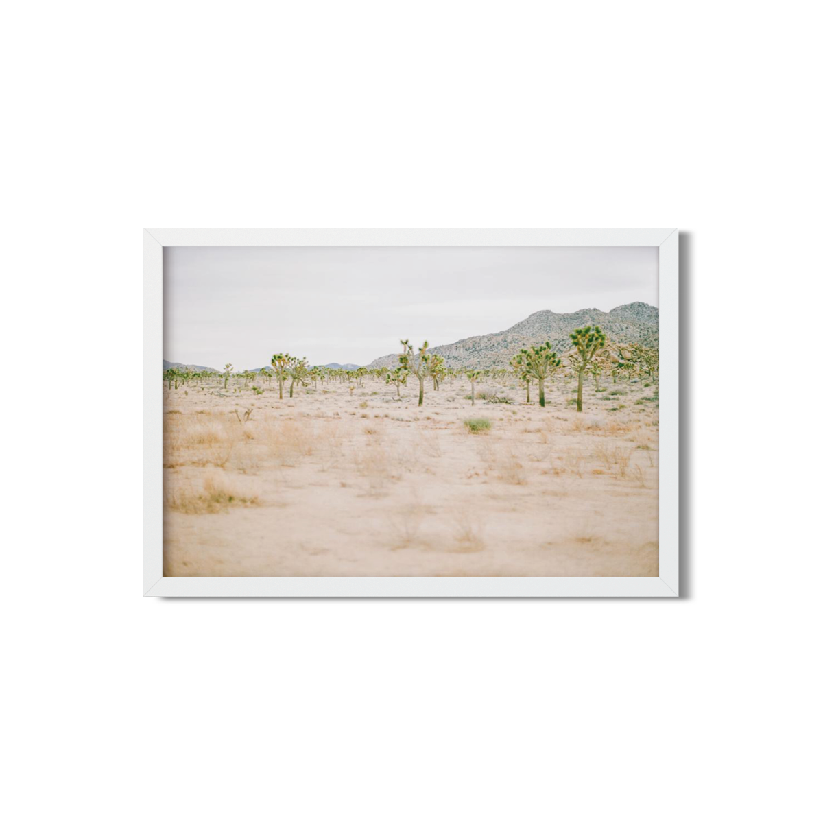 JOSHUA TREE NO. 12