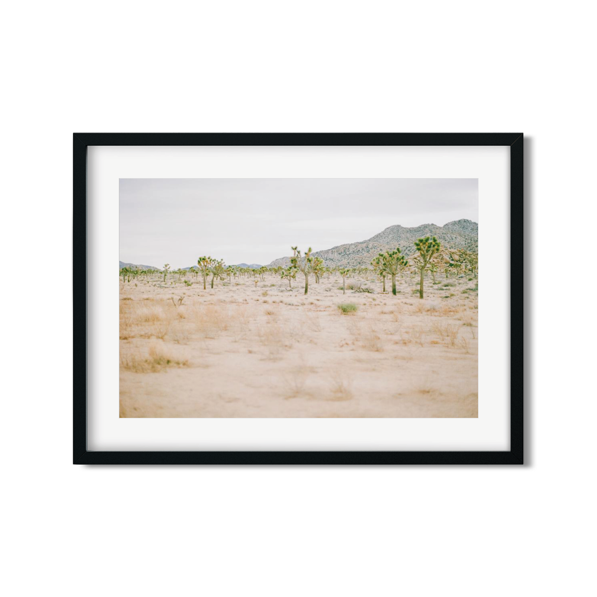 JOSHUA TREE NO. 12