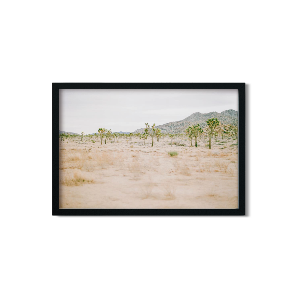 JOSHUA TREE NO. 12