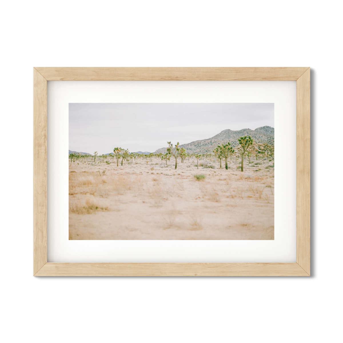 JOSHUA TREE NO. 12
