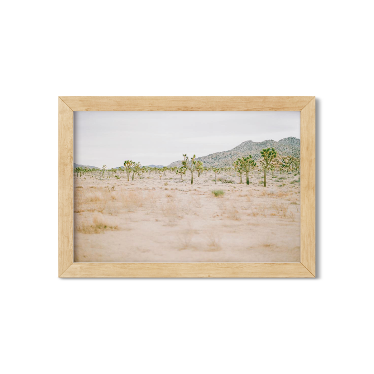 JOSHUA TREE NO. 12
