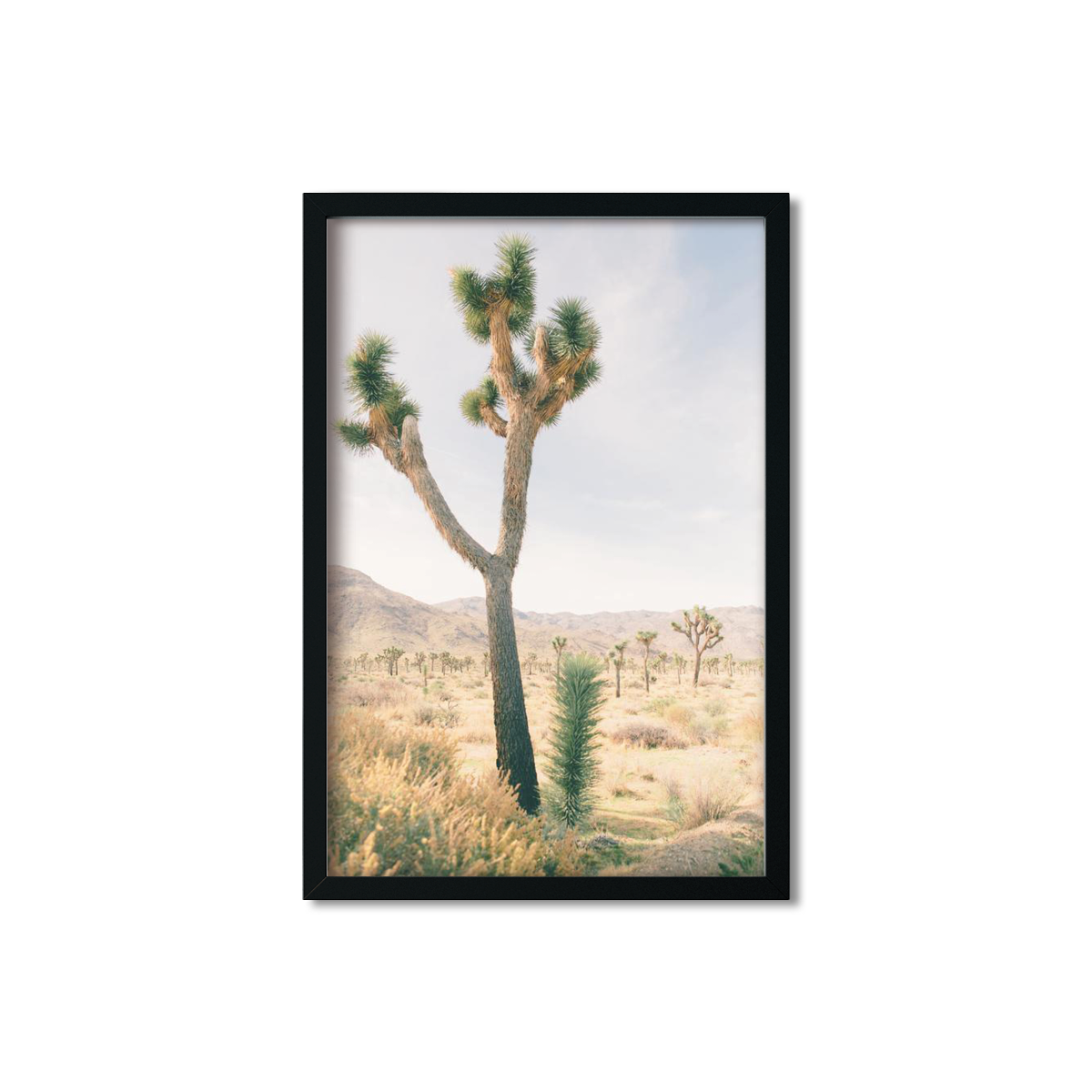 JOSHUA TREE NO. 13