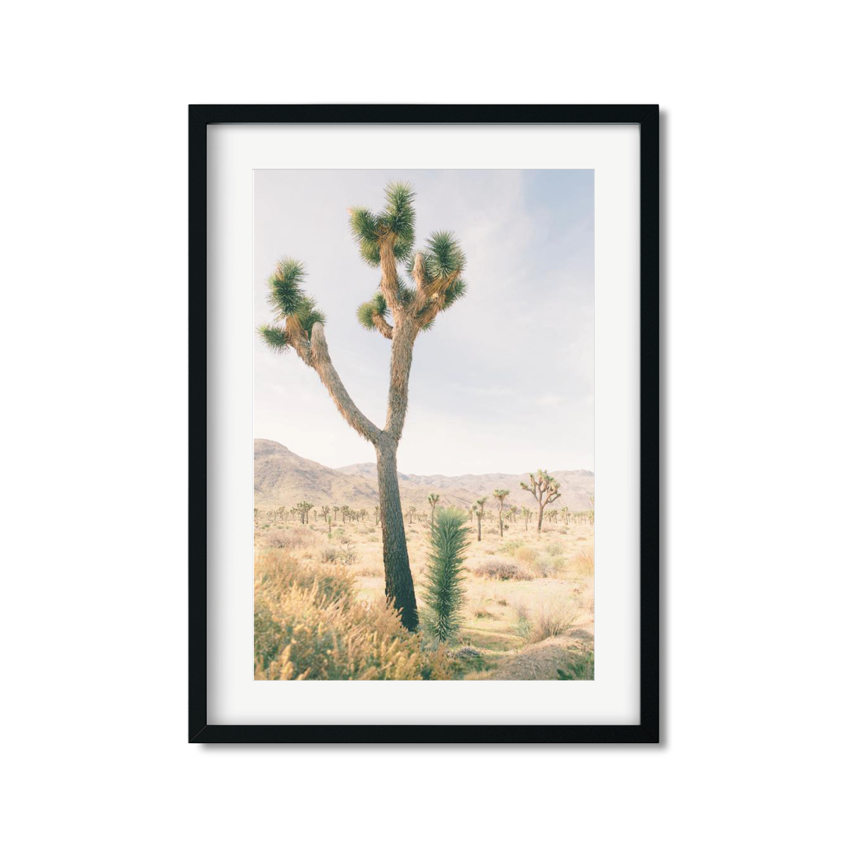 JOSHUA TREE NO. 13