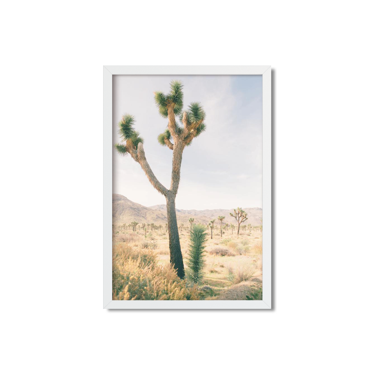 JOSHUA TREE NO. 13