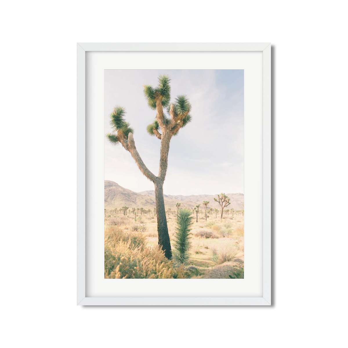 JOSHUA TREE NO. 13