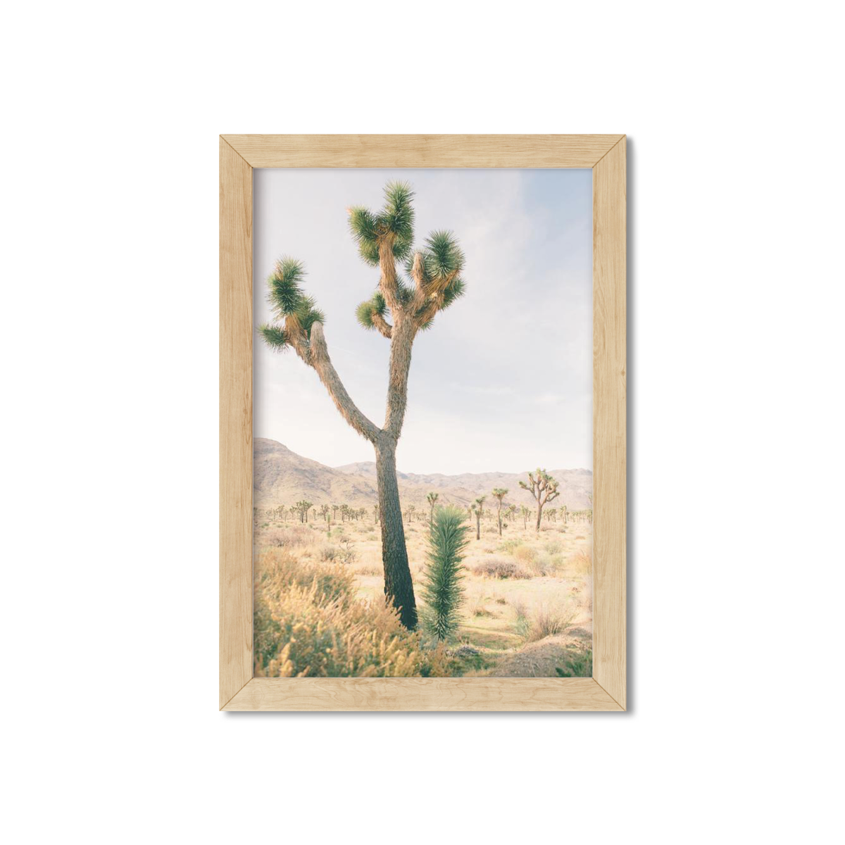 JOSHUA TREE NO. 13