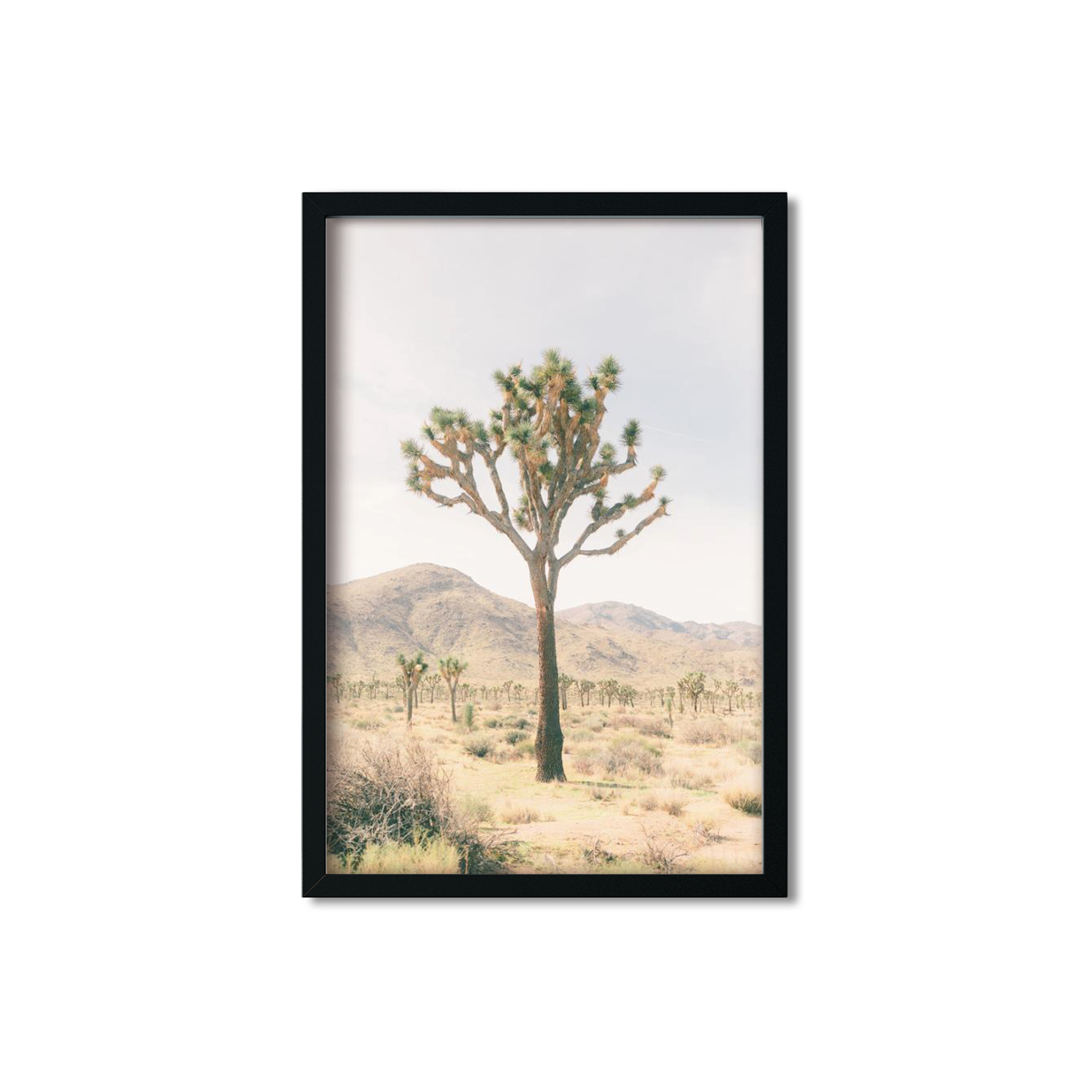 JOSHUA TREE NO. 14