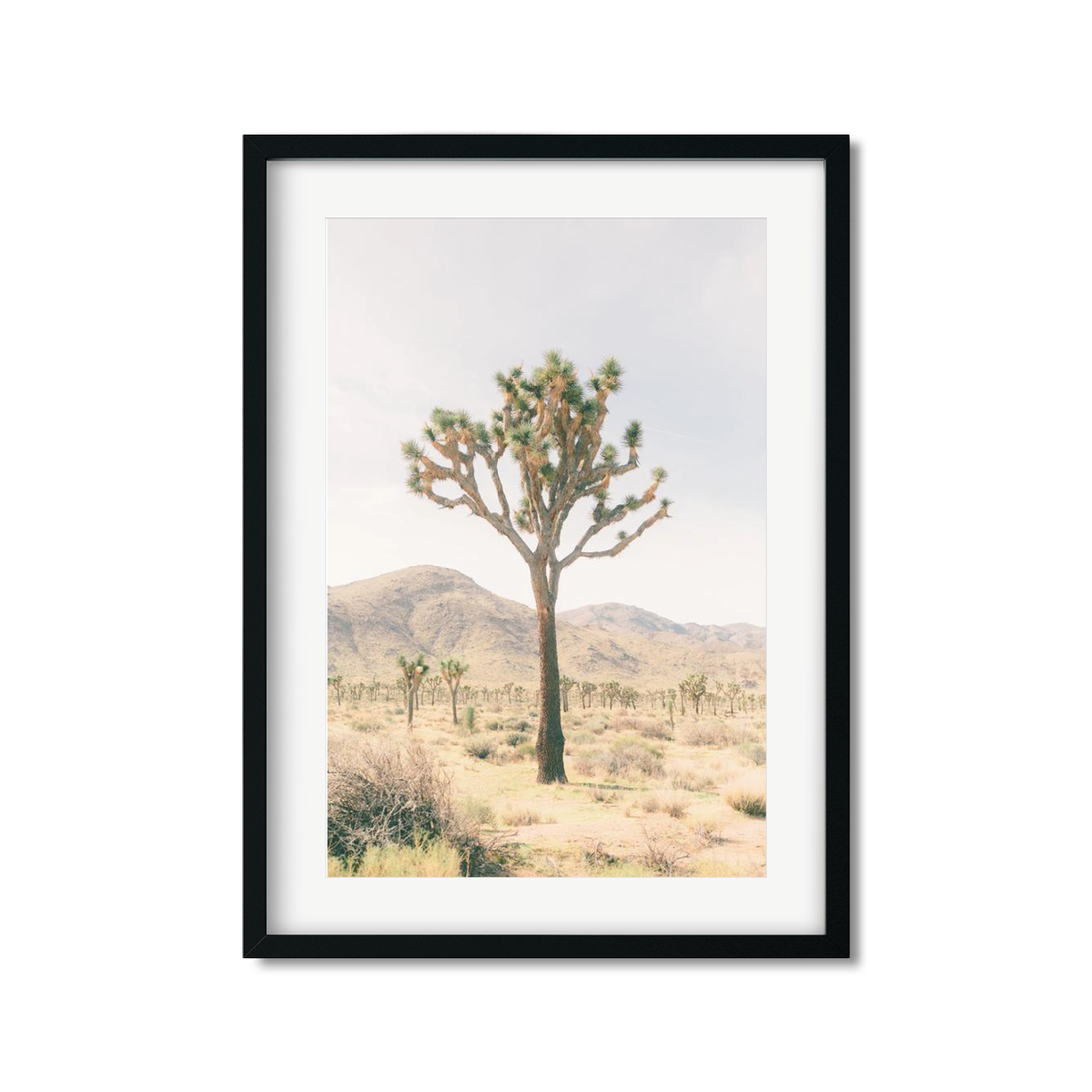 JOSHUA TREE NO. 14
