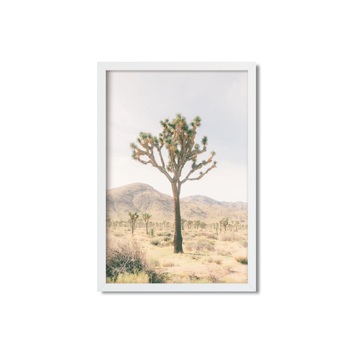 JOSHUA TREE NO. 14