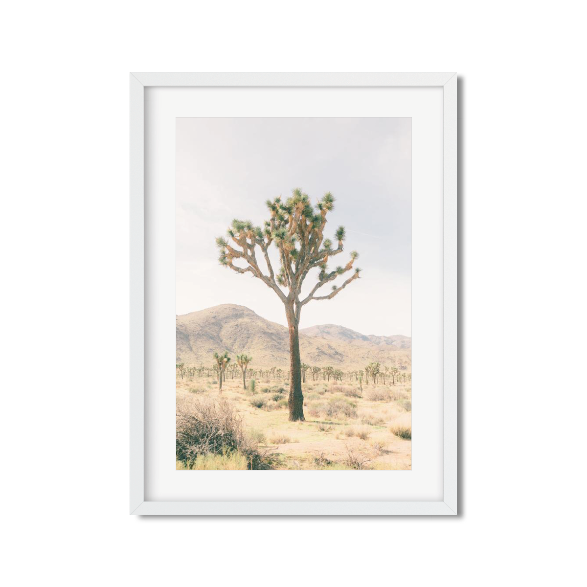JOSHUA TREE NO. 14