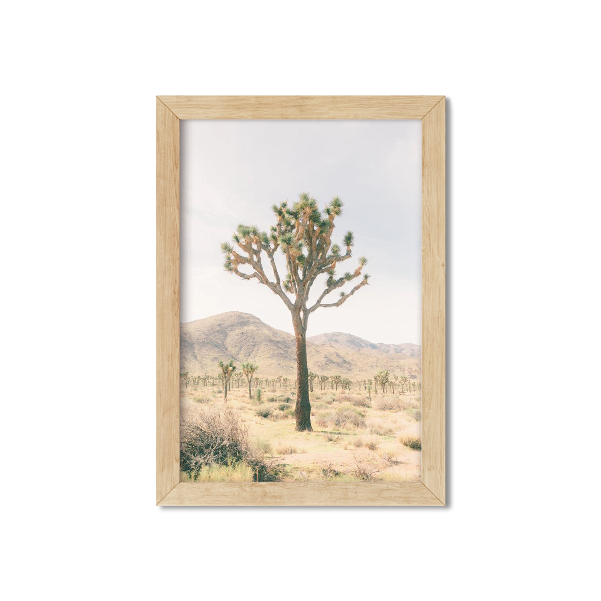 JOSHUA TREE NO. 14