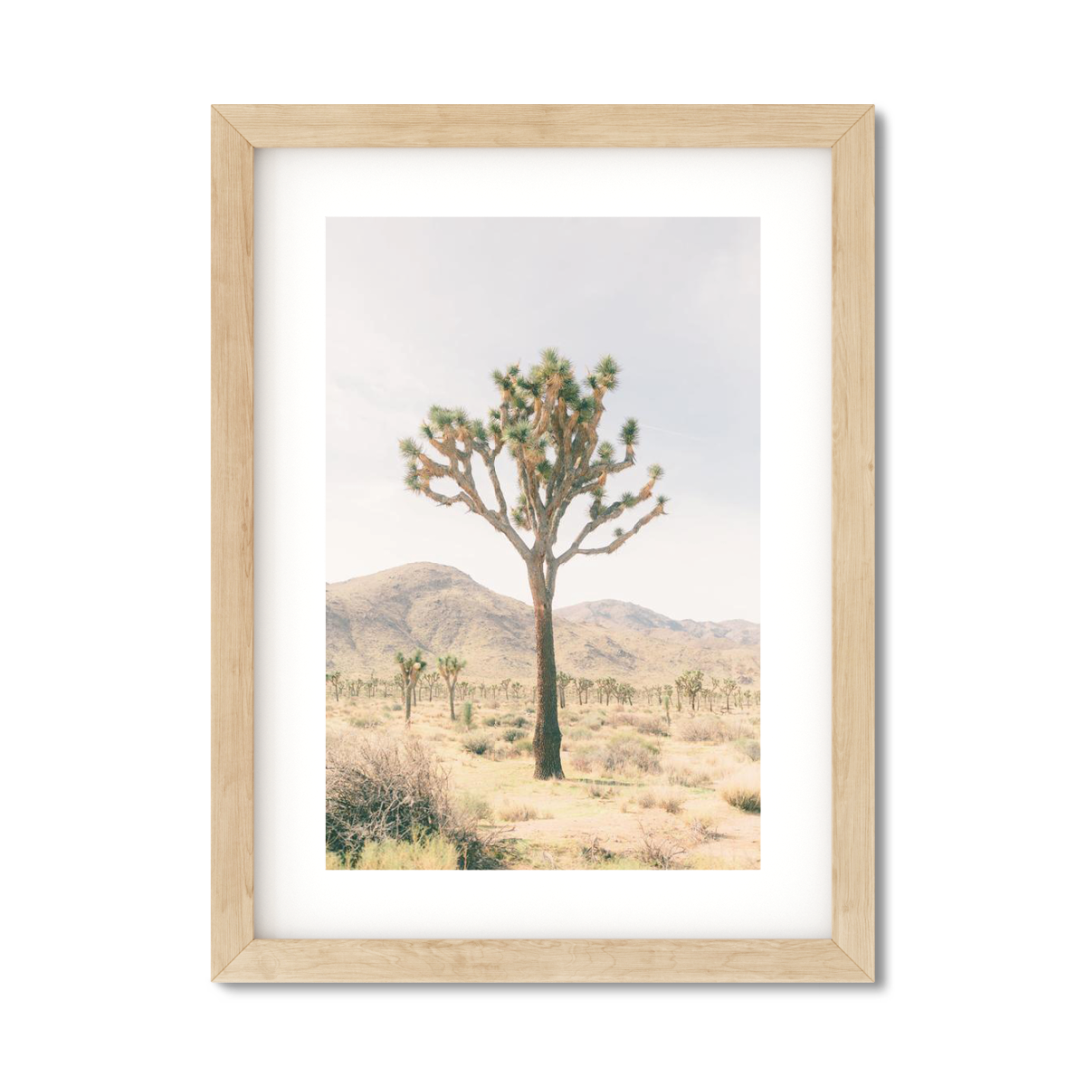 JOSHUA TREE NO. 14