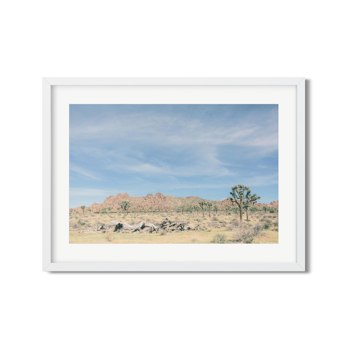 JOSHUA TREE NO. 15