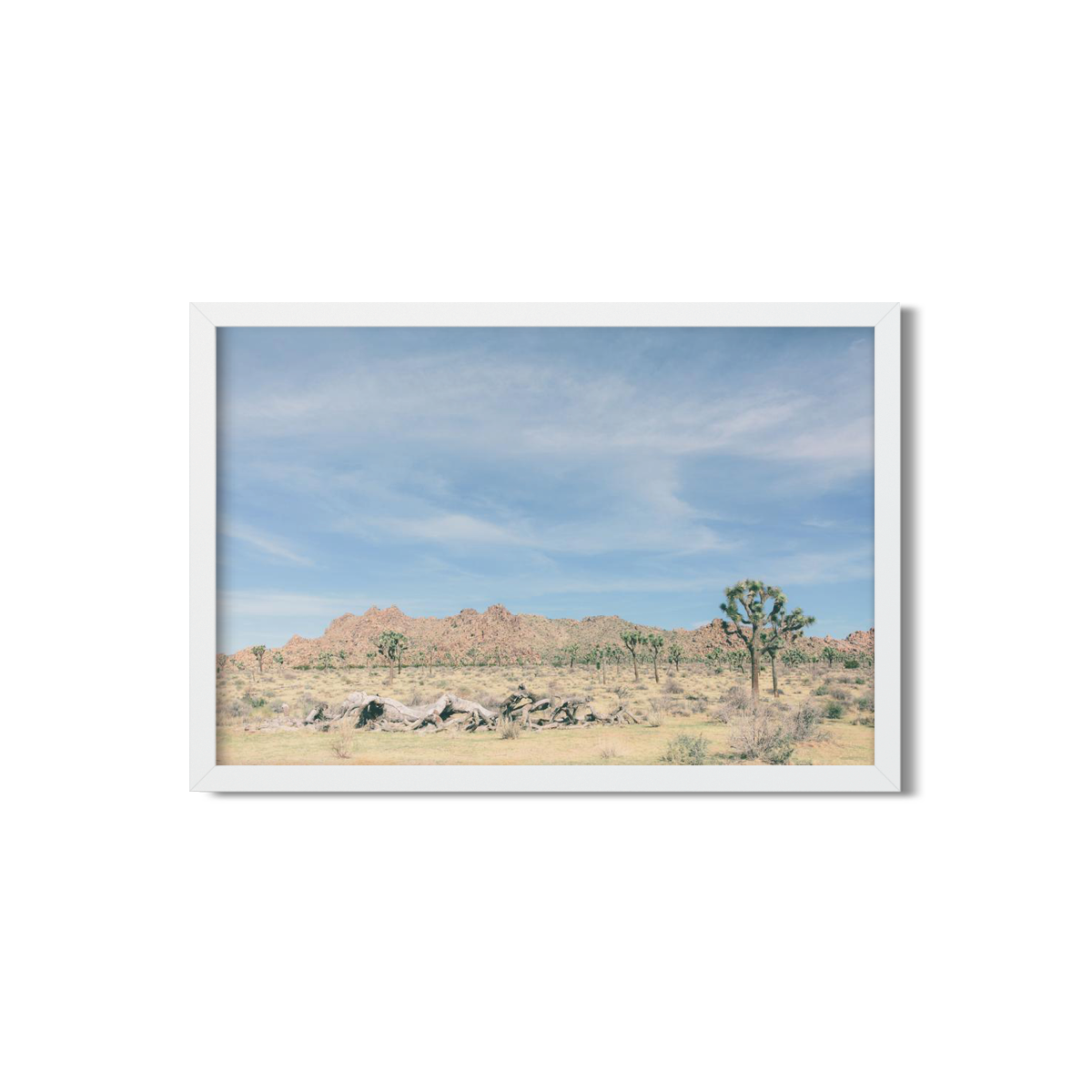 JOSHUA TREE NO. 15