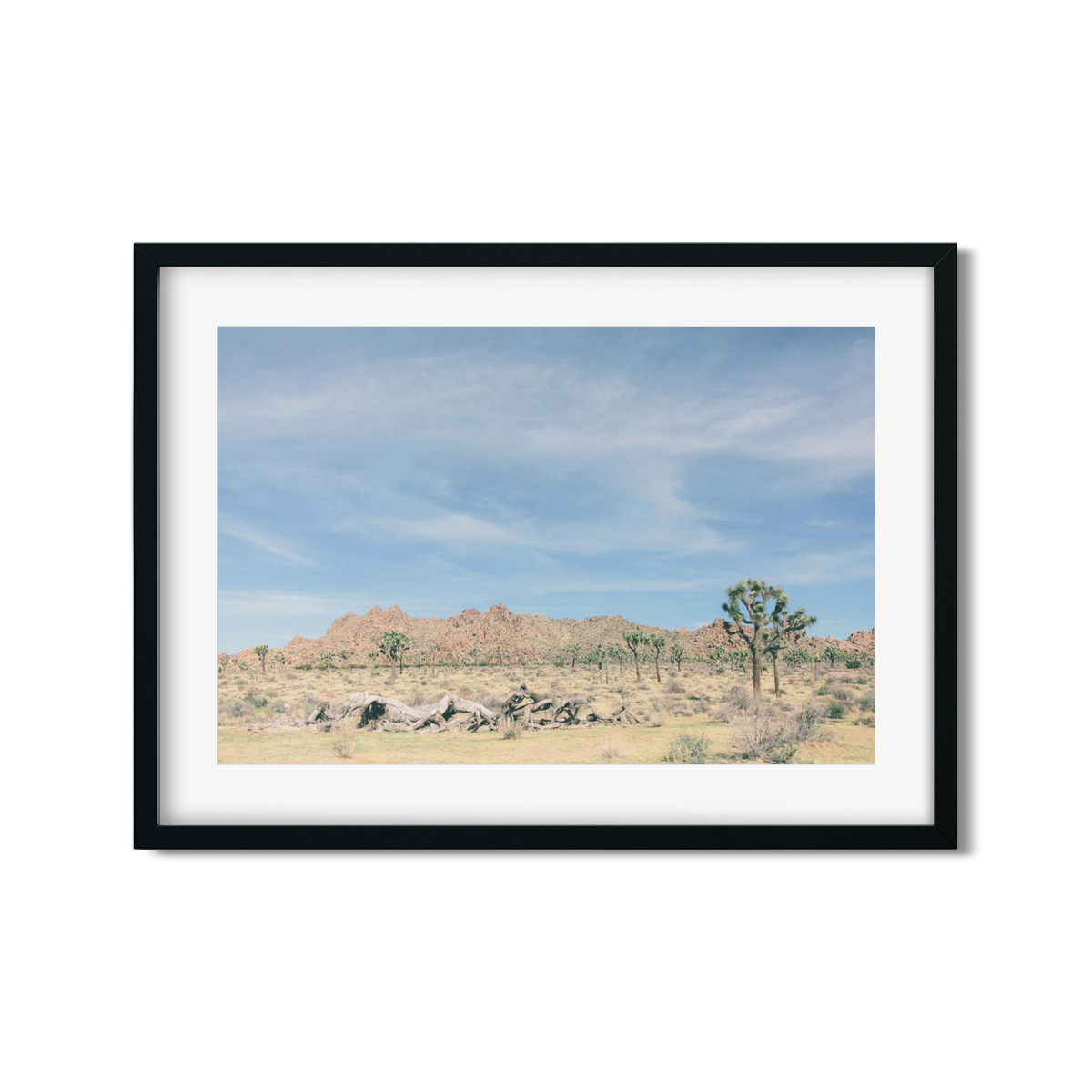JOSHUA TREE NO. 15