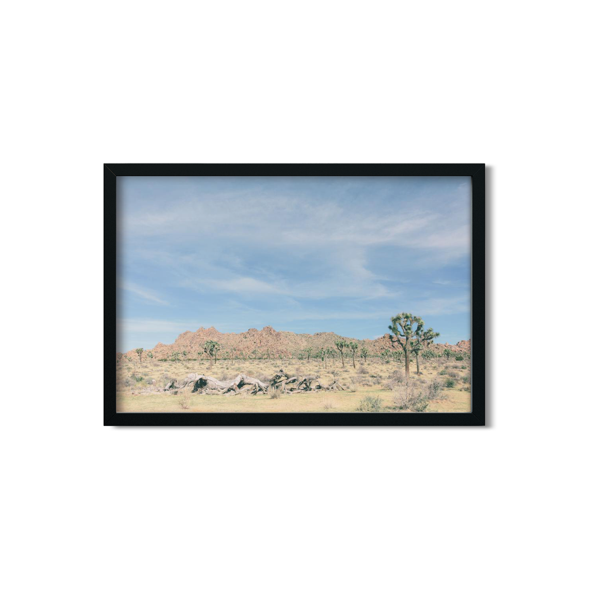 JOSHUA TREE NO. 15