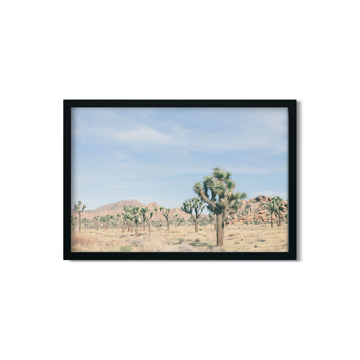 JOSHUA TREE NO. 20