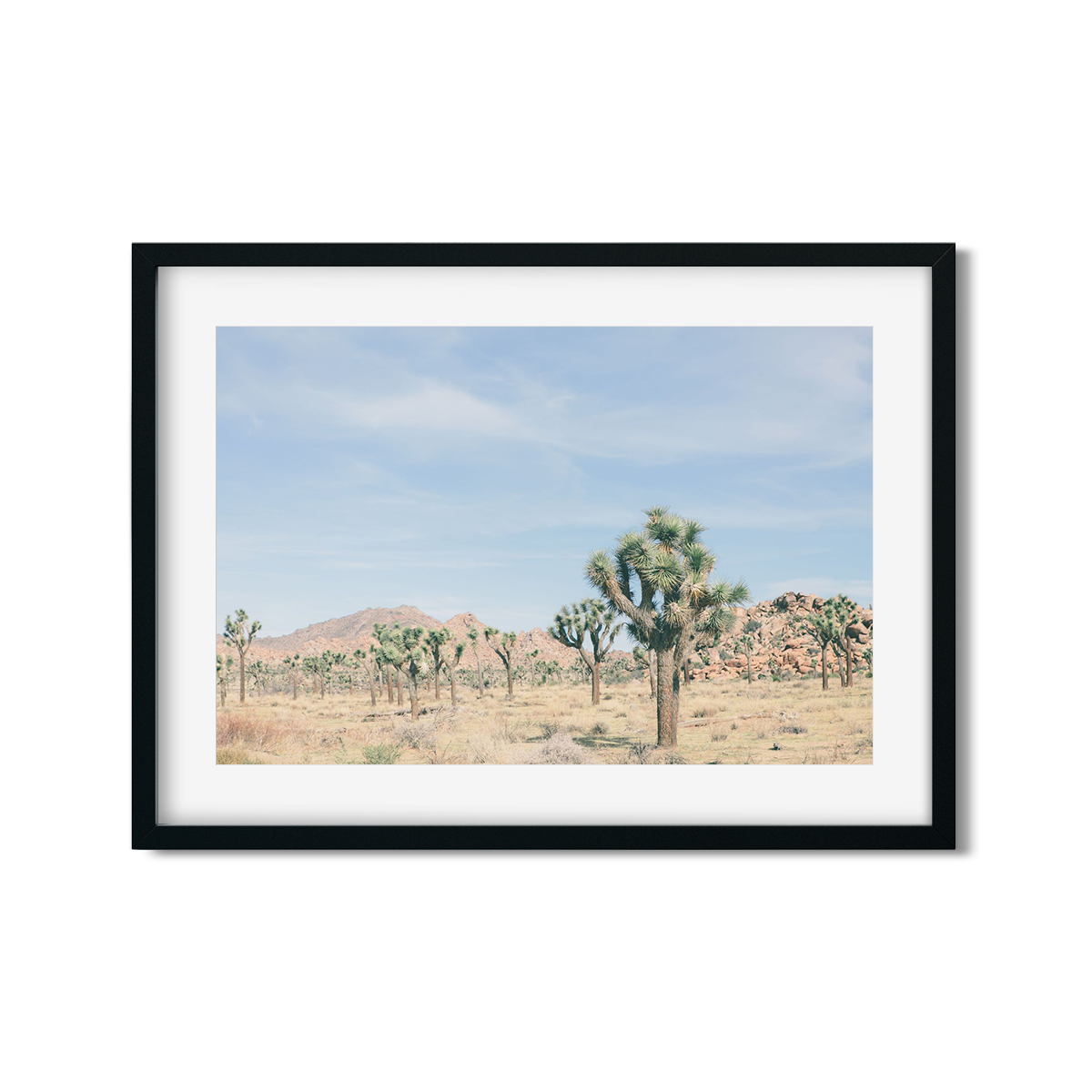 JOSHUA TREE NO. 20
