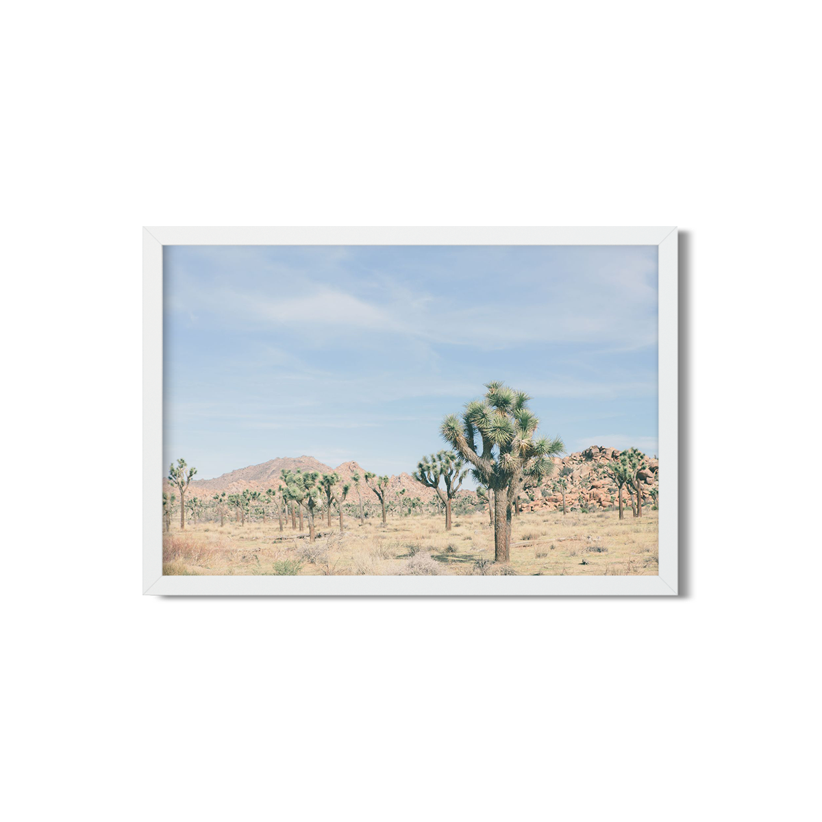JOSHUA TREE NO. 20