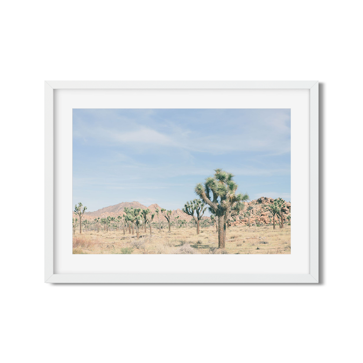JOSHUA TREE NO. 20