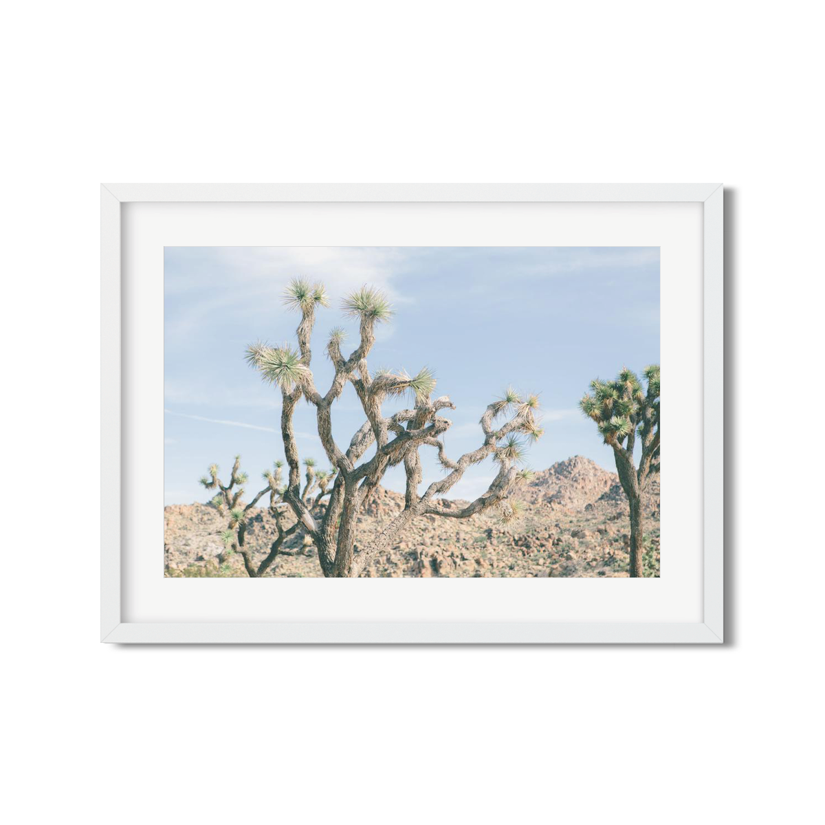JOSHUA TREE NO. 16