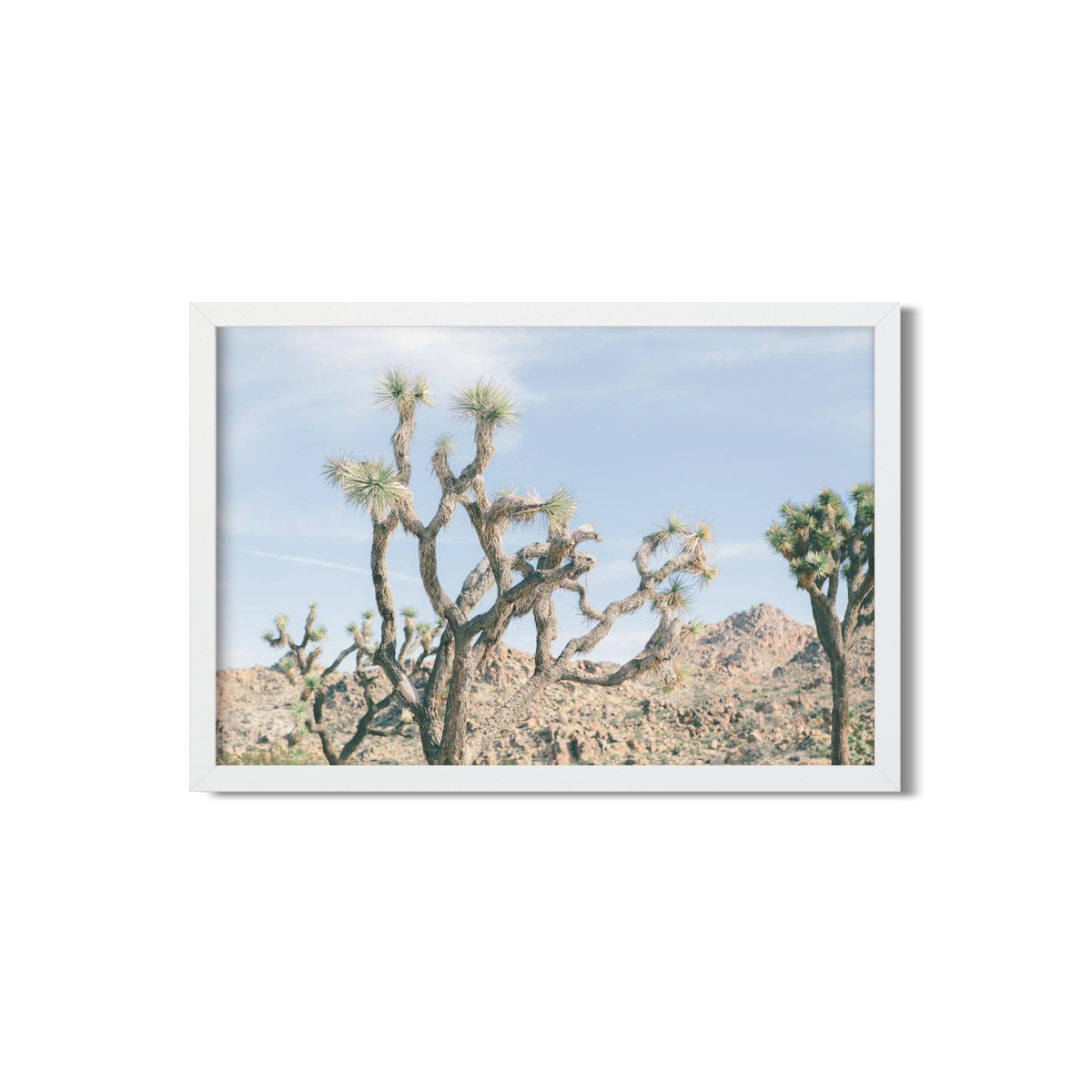 JOSHUA TREE NO. 16