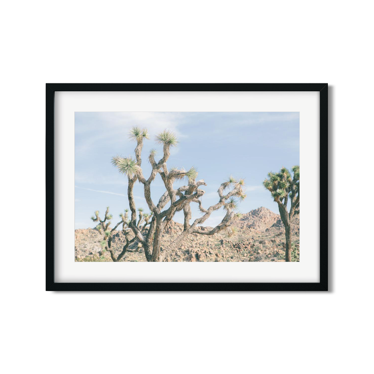 JOSHUA TREE NO. 16