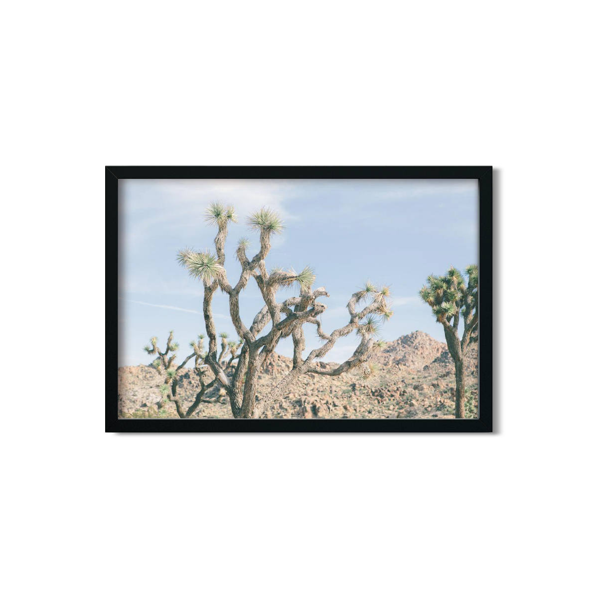 JOSHUA TREE NO. 16
