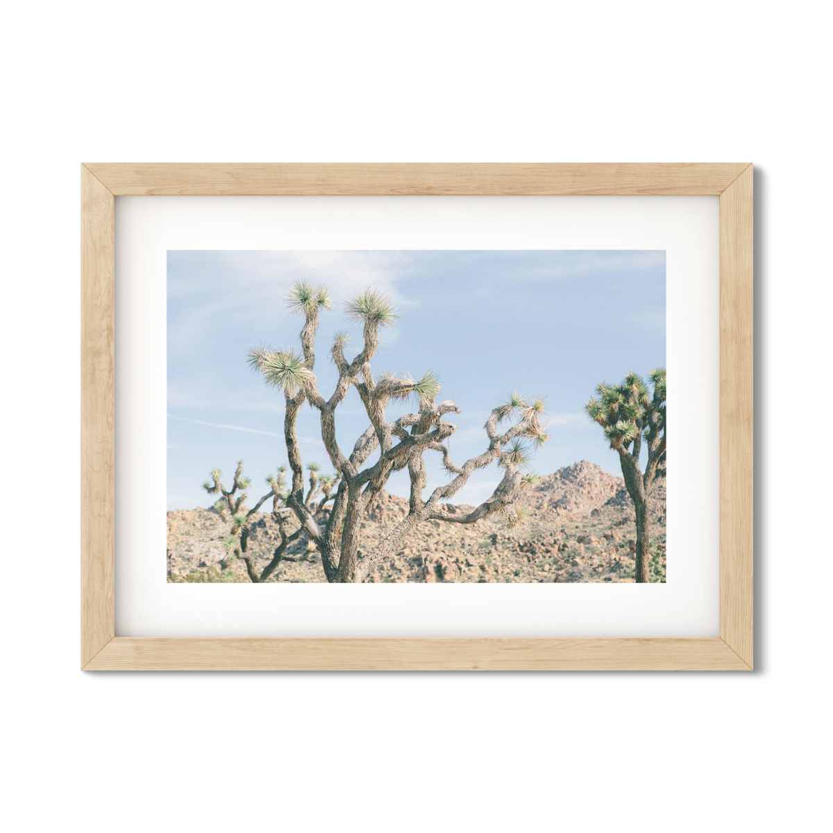 JOSHUA TREE NO. 16