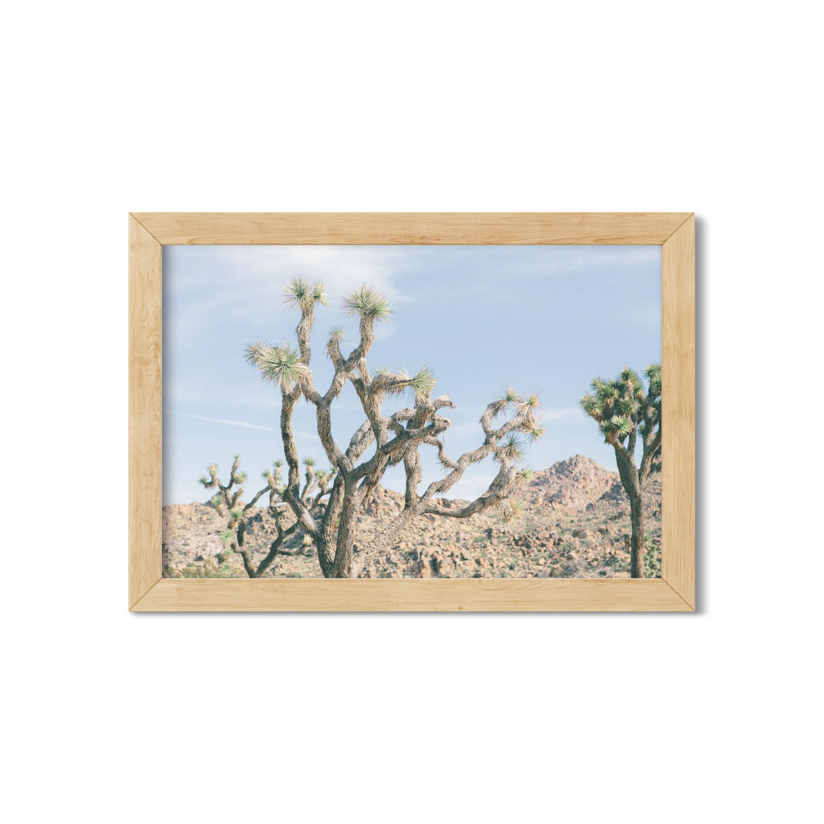 JOSHUA TREE NO. 16