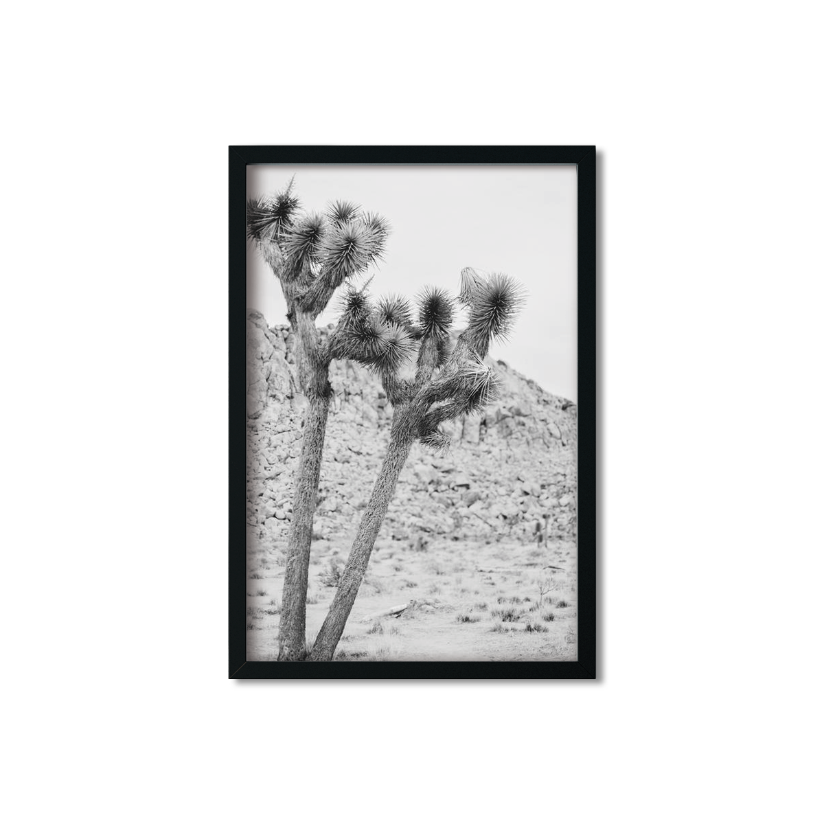JOSHUA TREE NO. 2