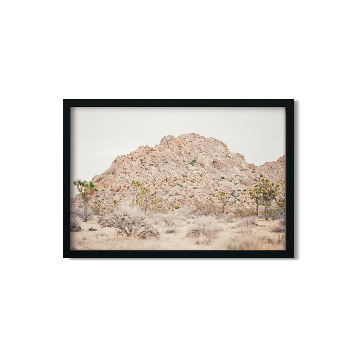 JOSHUA TREE NO. 22