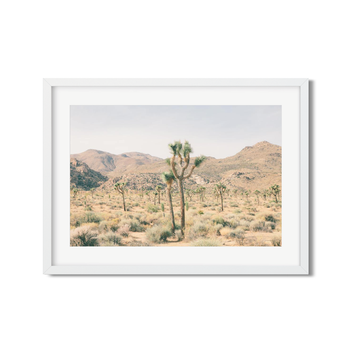 JOSHUA TREE NO. 6