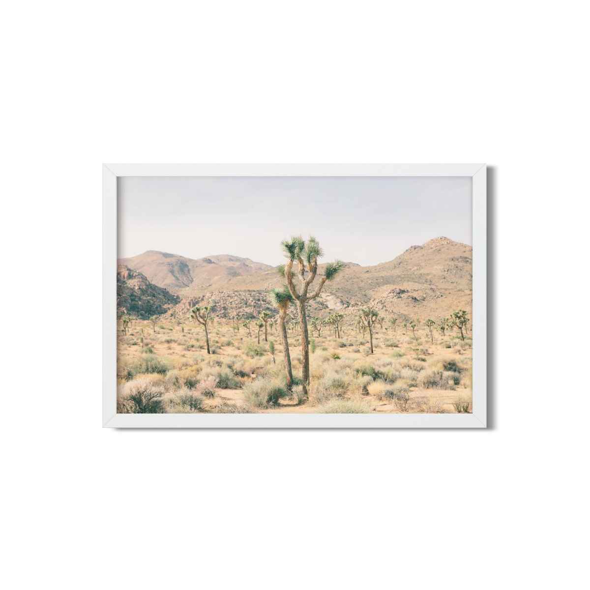 JOSHUA TREE NO. 6