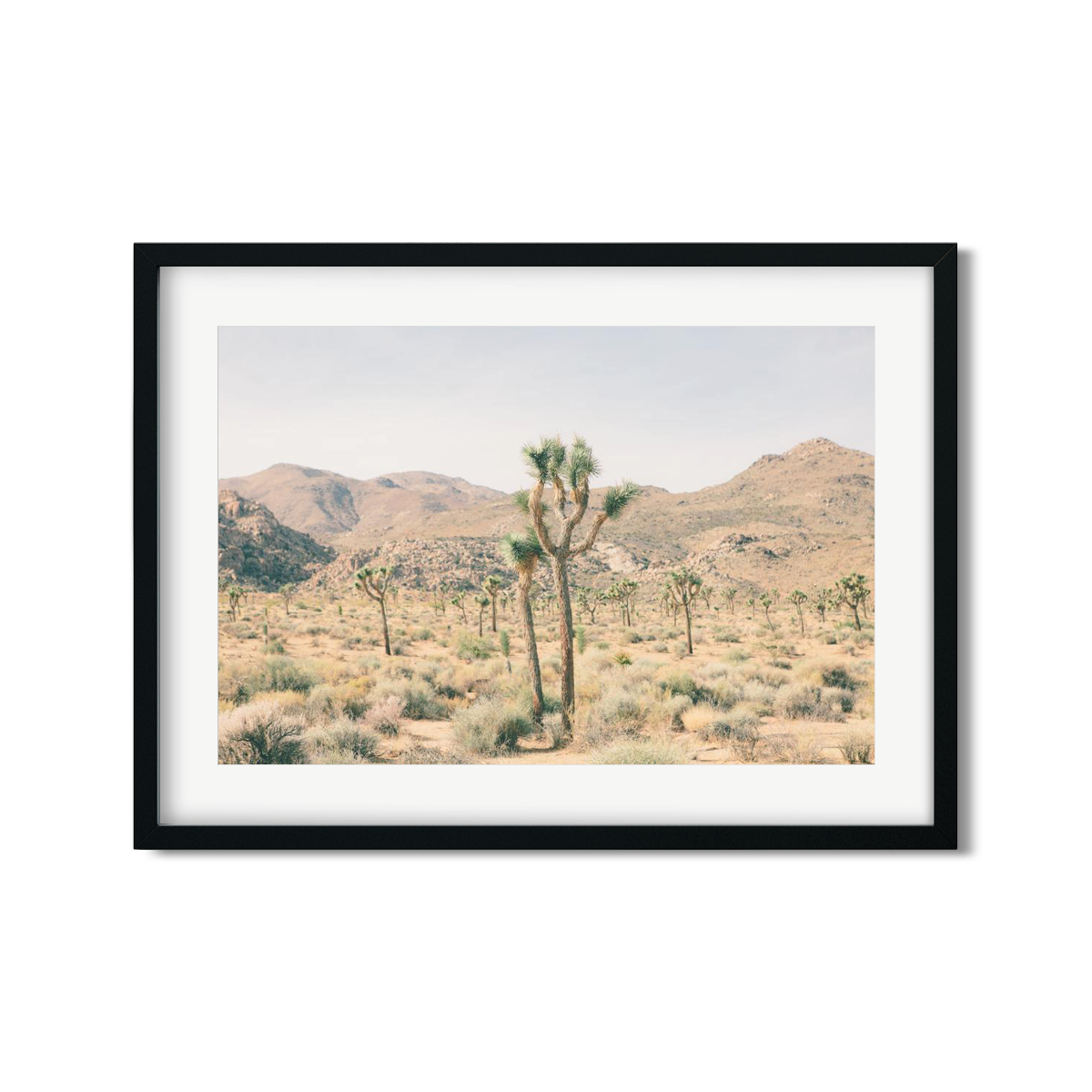 JOSHUA TREE NO. 6