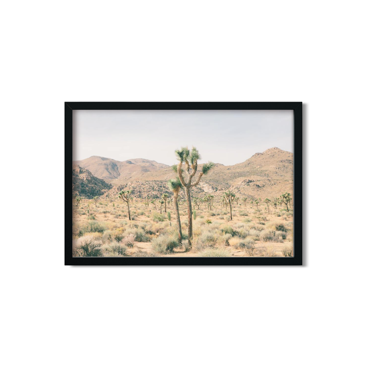 JOSHUA TREE NO. 6